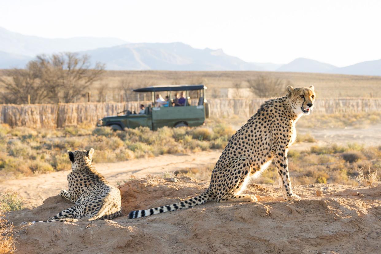 tourists on safari looking at cheetahs