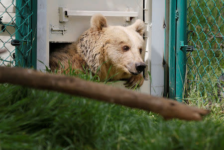 Lola the bear, one of two surviving animals in Mosul's zoo, along with Simba the lion, is seen at an enclosure in the shelter after arriving to an animal rehabilitation shelter in Jordan, April 11, 2017. Picture taken April 11, 2017. REUTERS/Muhammad Hamed