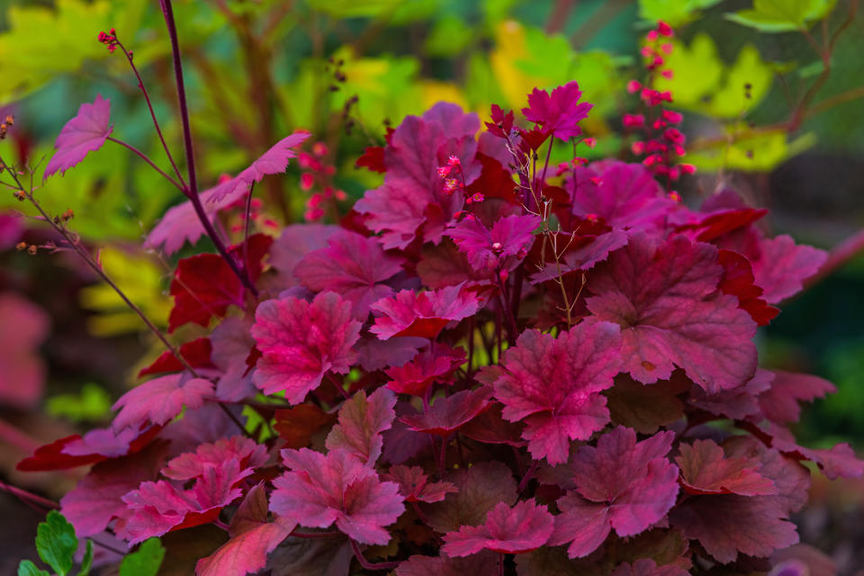 12. Heuchera