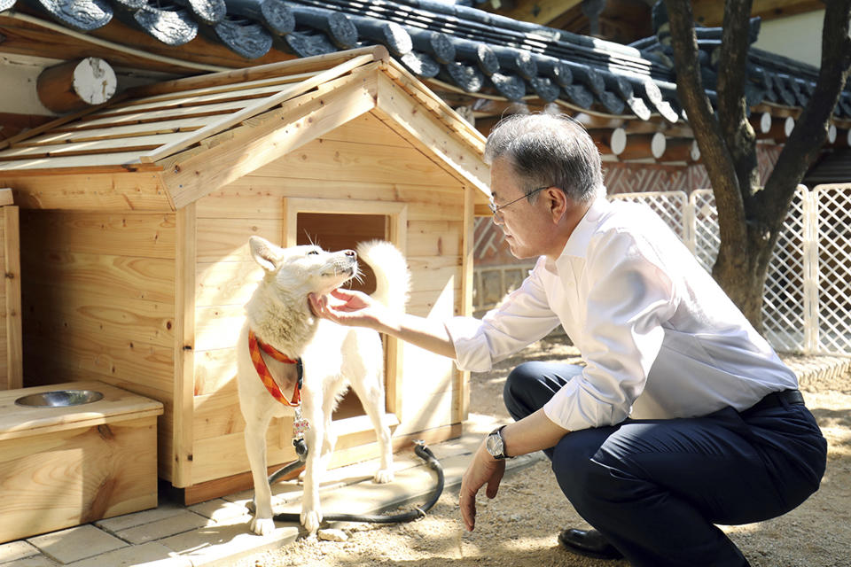 In this photo provided on Oct. 2018 by South Korea Presidential Blue House, South Korean President Moon Jae-in touches a white Pungsan dog, named Gomi, from North Korea, in Seoul, South Korea. (South Korea Presidential Blue House via AP)