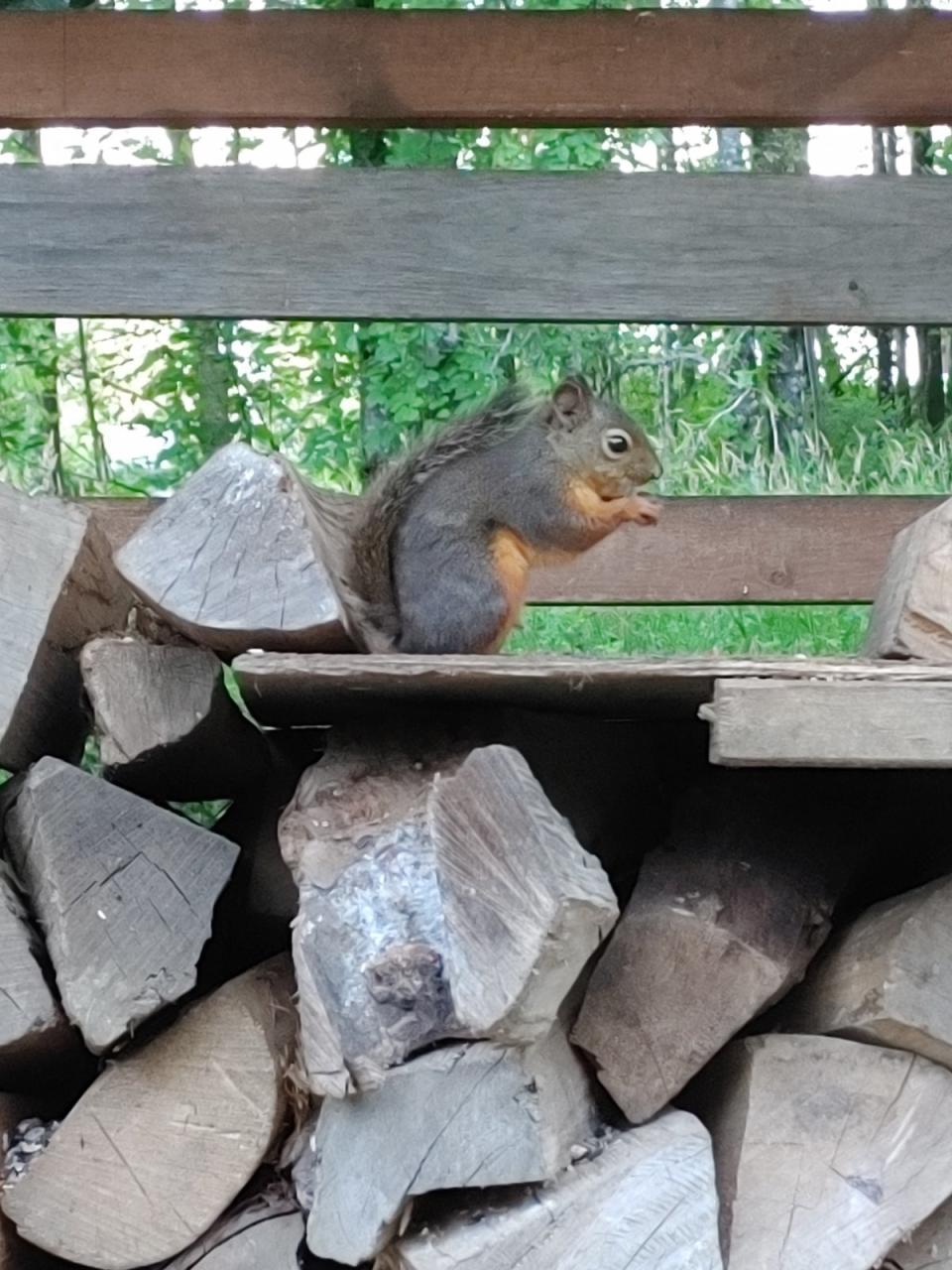 Douglass Squirrels live in the wetland, say activists (Courtesy Cara Cornell)