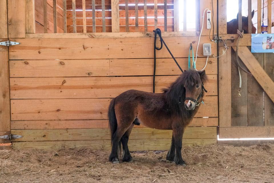 Ginuwine, the miniature horse that scampered about Tuscaloosa, now has a home at Therapeutic Riding of Tuscaloosa.  He is seen in the stable area Tuesday, May 2, 2023.