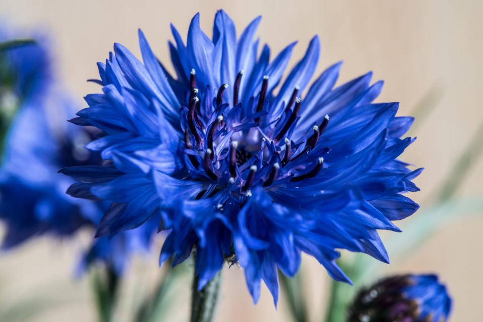 10 British flowers that bloom in July