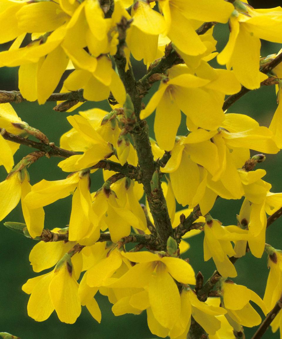 2. Forsythia