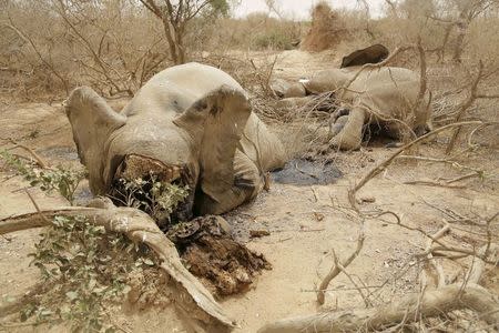 Slaughtered elephants are seen in Bambara-Maoude, Mali, June 10, 2015. REUTERS/World Conservation Society/Jaime Dias/Handout via Reuters