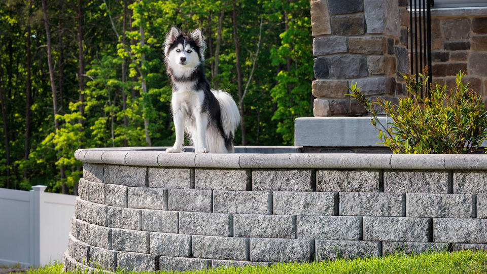  black and white dog on a low backyard wall and patio 