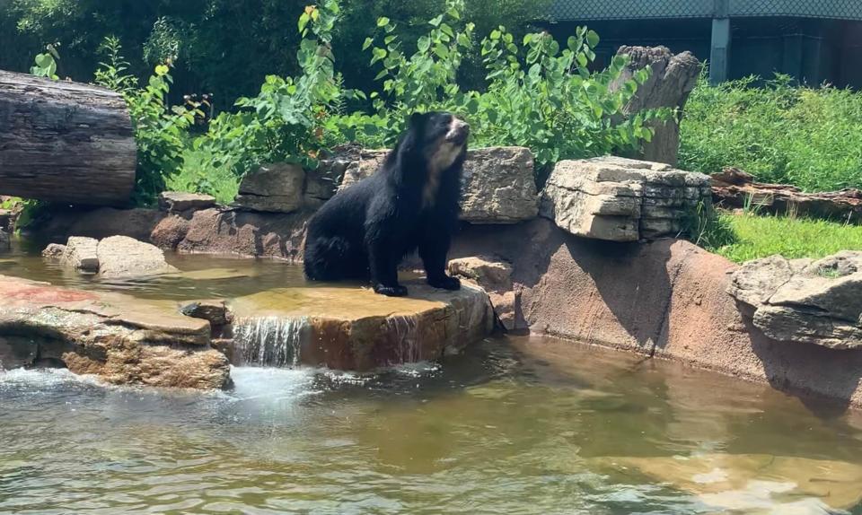 Ben the Andean bear in his habitat at the Saint Louis Zoo.