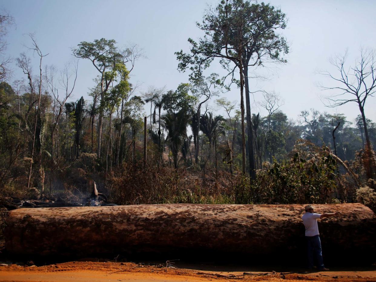 Since Brazil's Jair Bolsonaro took office, illegal logging and mining have led to hugely increased deforestation: Reuters/Nacho Doce