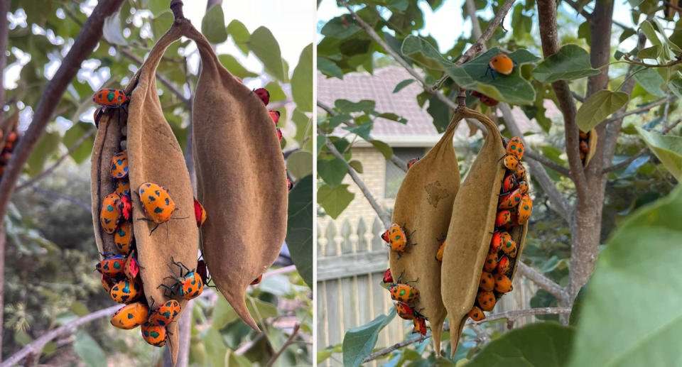 Swarm of orange harlequin bugs sitting on pod hanging from tree in Queensland backyard. 