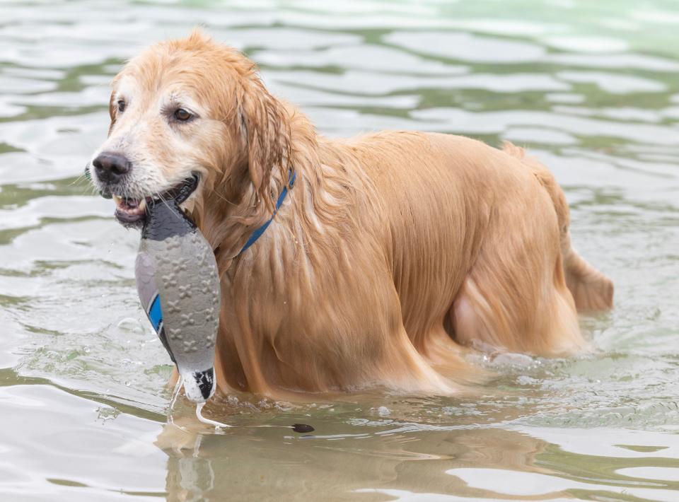 Comet returns with a toy that isn't his at Clearwater Park in Lake Township. He visited the water park with owners Jenna and Kevin Steinbach for the annual dog swim.