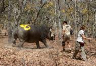 A white female rhino named Kuda is seen after she was dehorned by the Animal and Wildlife Area Research and Rehabilitation (AWARE) at Lake Chivero Recreational Park in Norton, Zimbabwe August 25, 2016. REUTERS/Philimon Bulawayo