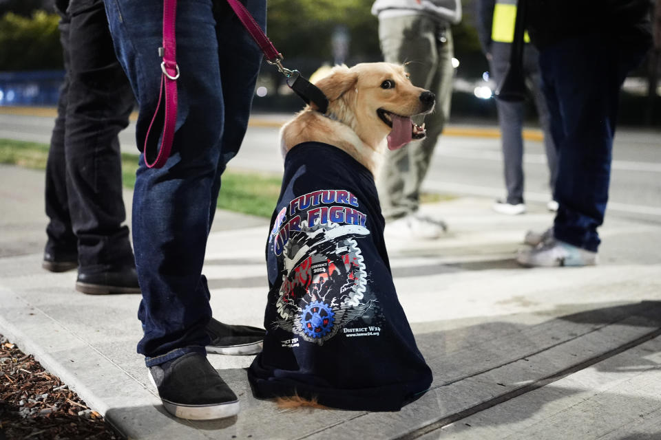 Shelby, an 11-month-old golden retriever, wears an International Association of Machinists shirt while sitting with owner and Boeing employee Justin Burford to picket after union members voted overwhelmingly to reject a contract offer and go on strike Friday, Sept. 13, 2024, outside the company's factory in Renton, Wash. (AP Photo/Lindsey Wasson)