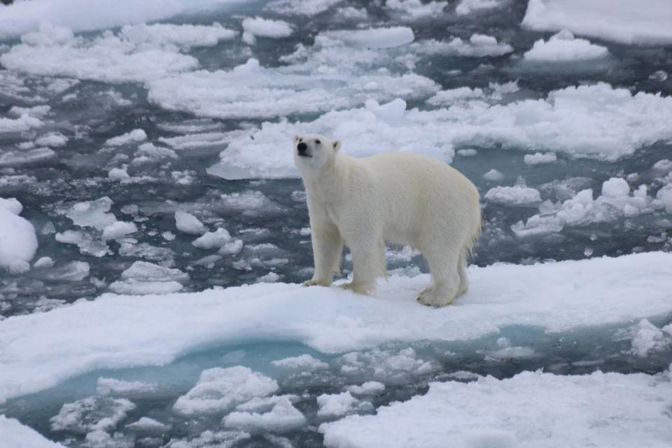 Los osos se aprovechan de los grandes bloques de hielo a la deriva para transportarse de zona en zona del archipiélago.