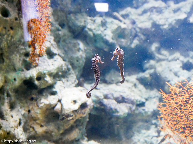 Xpark水族館-1620409