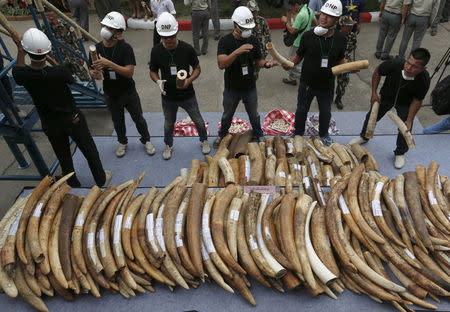 Officials hold confiscated elephant tusks before destroying the ivory at the Department of National Parks, Wildlife and Plant Conservation in Bangkok, Thailand, August 26, 2015. REUTERS/Chaiwat Subprasom