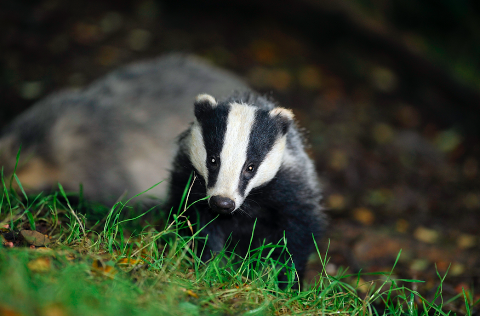 <em>An end to the badger cull is also among the proposals (PA)</em>