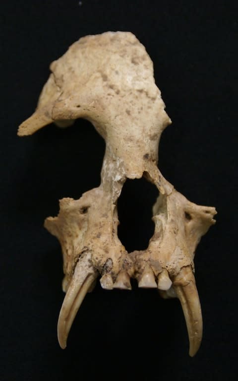 The skull of the extinct Junzi gibbon - Credit: ZSL