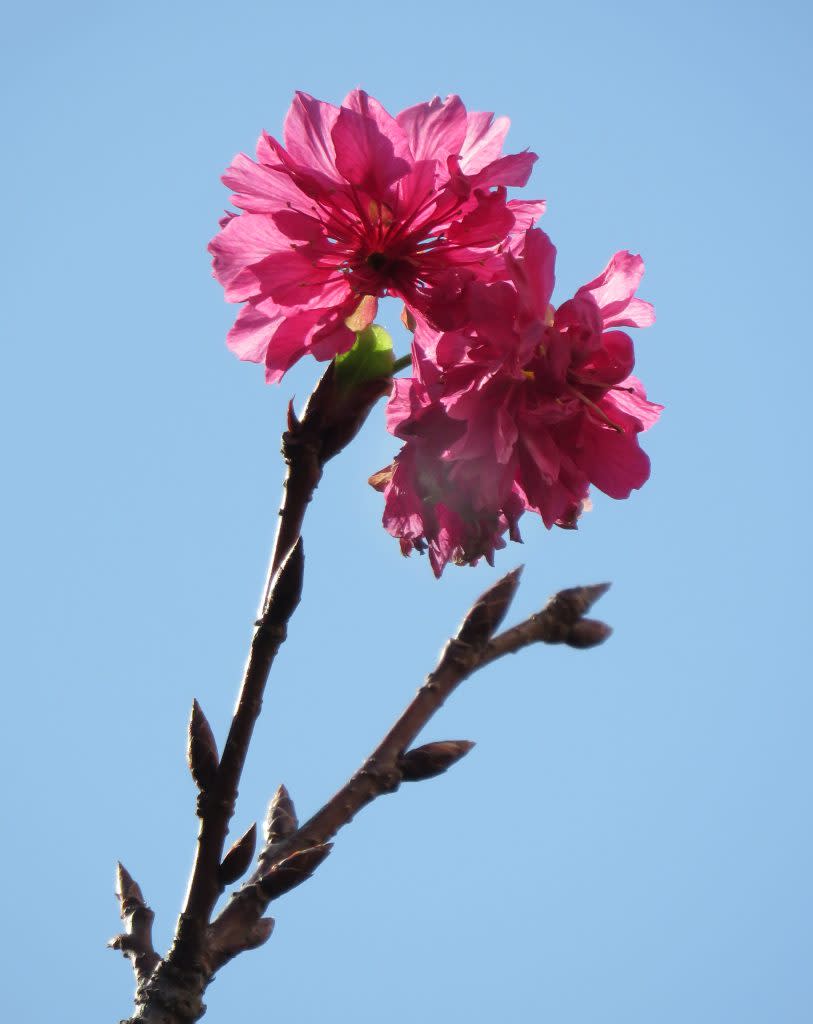 和順工業區廠商協進會名譽理事長吳金寳在安南區植栽的八重櫻，提前綻開桃紅花朵。（記者陳治交攝）