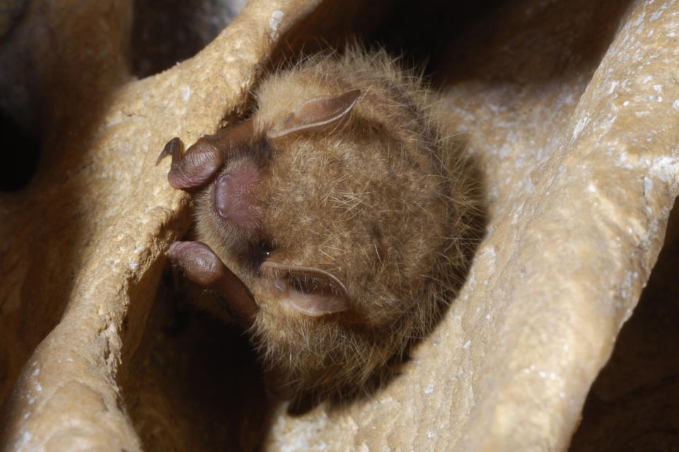 This photo provided by the U.S. Fish and Wildlife Service shows a tricolored bat inside Ellison's Cave in Walker County, Ga., in 2016. On Tuesday, Sept. 13, 2022, federal officials announced plans to list the animal as endangered — the second U.S. bat species recommended for the designation in 2022, as a fungal disease ravages their populations. (U.S. Fish and Wildlife Service via AP)