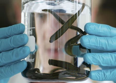 A researcher checks leeches in quarantine in a jar at the Ricarimpex laboratory in Eysines, Southwestern France, July 22, 2016. REUTERS/Regis Duvignau