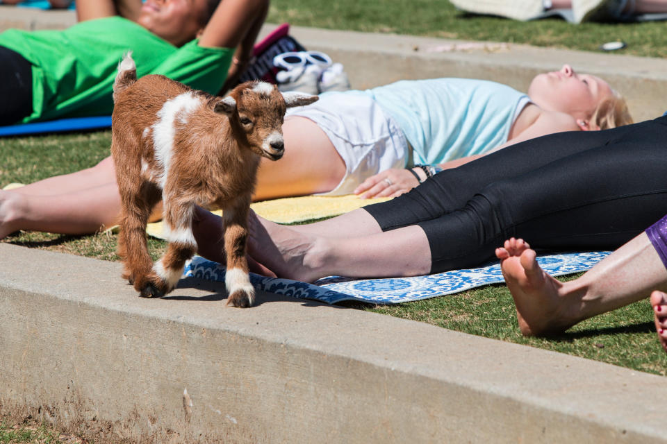 El Goat Yoga te lleva a realizar esta práctica con cabras rondando libremente a tu alrededor, o encima de ti. Foto: Getty Images