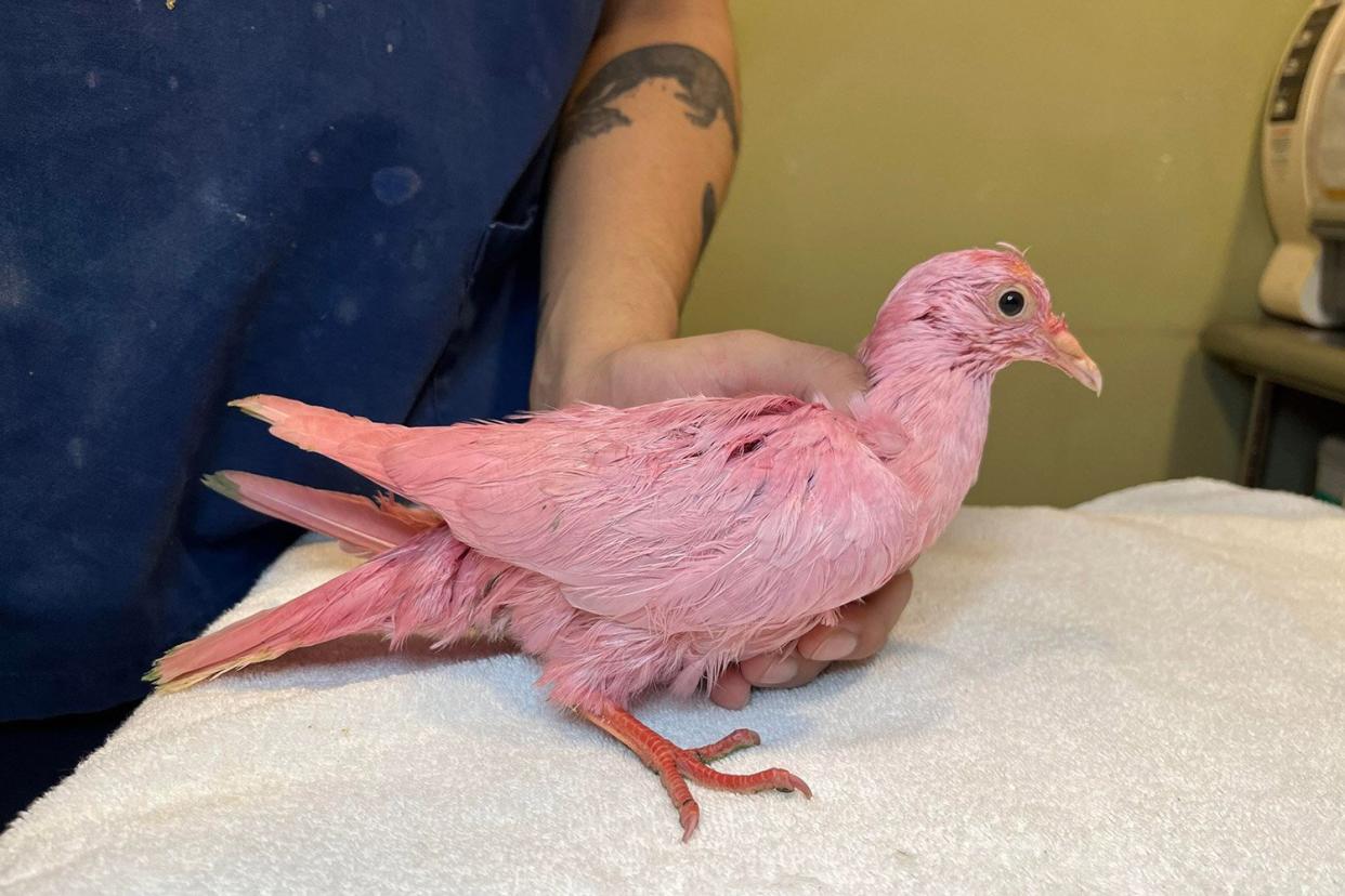 Pink Pigeon rescued