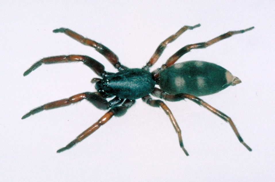 Pictured is a white tailed spider. Source: Australian Museum