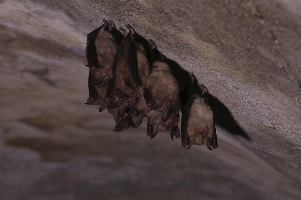 A group of bats hang from the ceiling of the underground tunnels beneath the city of Kukes, north of Tirana, Albania, Wednesday, March 15, 2023. Authorities, assisted from the European Union, plan to rehabilitate the tunnel network and show to tourists how residents would live for six months in a similar town underneath. (AP Photo/Franc Zhurda)