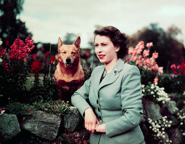 <div class="inline-image__caption"><p>Queen Elizabeth II of England at Balmoral Castle with one of her Corgis, 28th September 1952.</p></div> <div class="inline-image__credit">Bettmann</div>