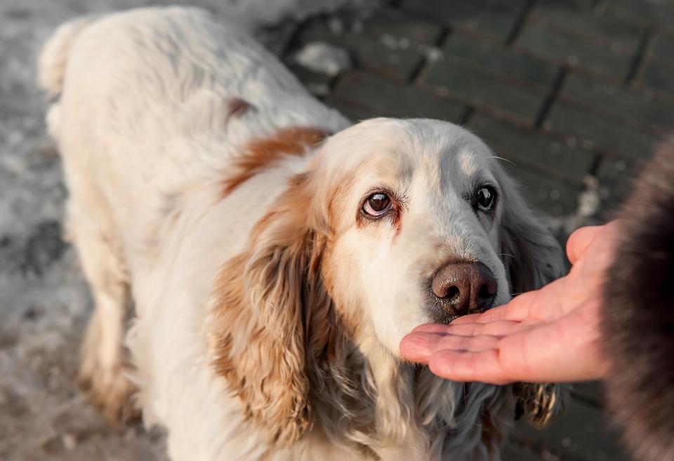 dog sniffing hand