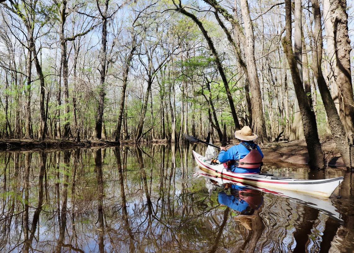 Kayaker Tim Brown of Savannah navigates the flooded forest of Bates Old River. This oxbow lake is an old channel of the Congaree River and is an excellent place to view wildlife. Matt Richardson/Special to The Island Packet and Beaufort Gazette