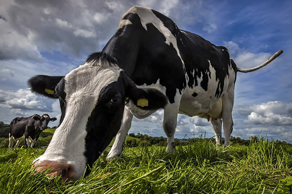 La producción de carne de res es la industria alimentaria que más contaminaría. Foto: Alan Hopps / Getty Images.