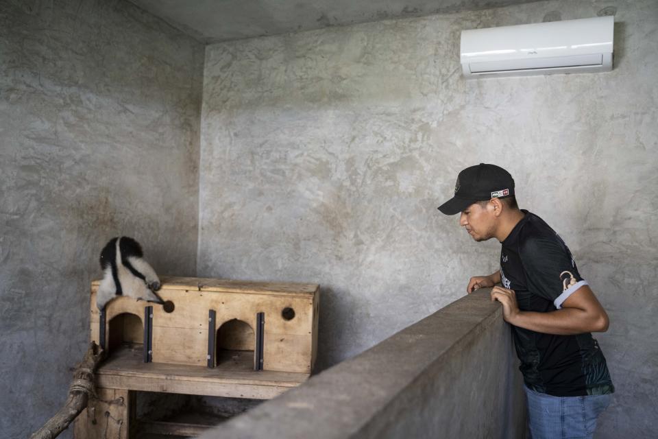 Employee Carlos Salgado watches an aardvark in the air-conditioned facilities of the non-profit wildlife park Selva Teneek where animals are being treated for heat stress amid a continuing heat wave and drought, in Ciudad Valles, Mexico, Saturday, June 8, 2024. (AP Photo/Mauricio Palos)