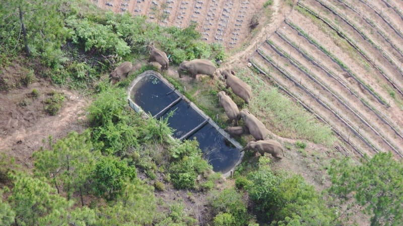 Wild Asian elephants drink water from a pool at a village in Hongta district of Yuxi