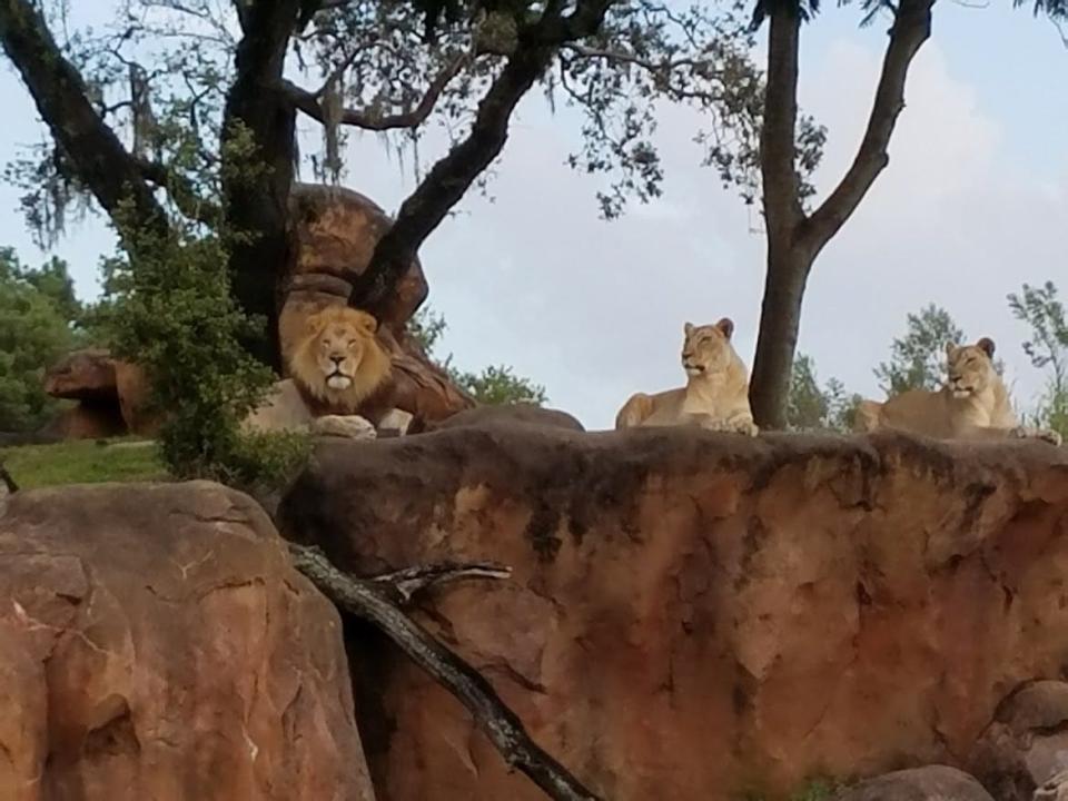 lions resting on a rock at animal kingdom in the safari area