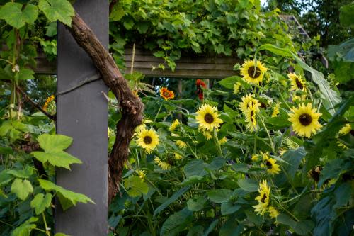 Sunflower (Helianthus)