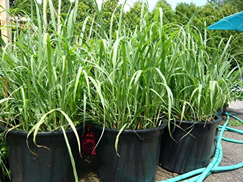 Lemongrass Rootstalk (Cymbopogon Citratus) 2 Live Plants