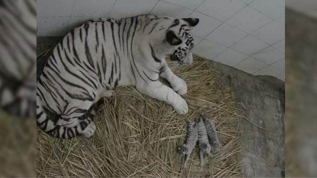 Delhi zoo welcomes three white tiger cubs after 7 years - India Today