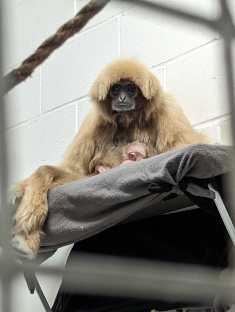 The Utica Zoo has announced the extraordinary birth of a white-handed gibbon baby.