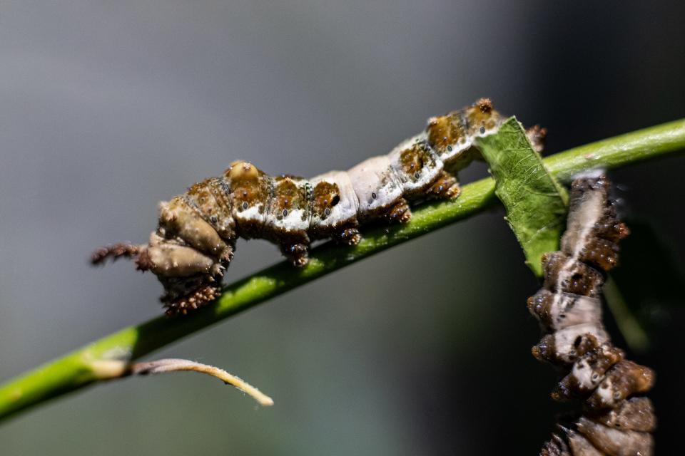 A viceroy caterpillar, resembling a bird dropping, feeds on plants in an enclosure at Idlewild Butterfly Farm in Louisville's Shelby Park neighborhood. July 21, 2023