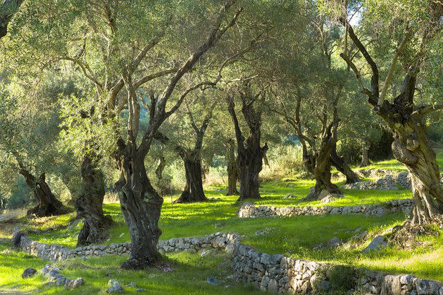 <p>Tim Graham/Getty</p> Ancient olive grove on the island of Corfu, Greece.