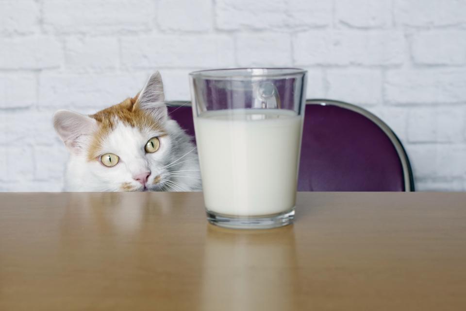 Katzen und Milch gehören in den Köpfen vieler zusammen - doch ist das nur ein Mythos? (Bild: Getty Images)