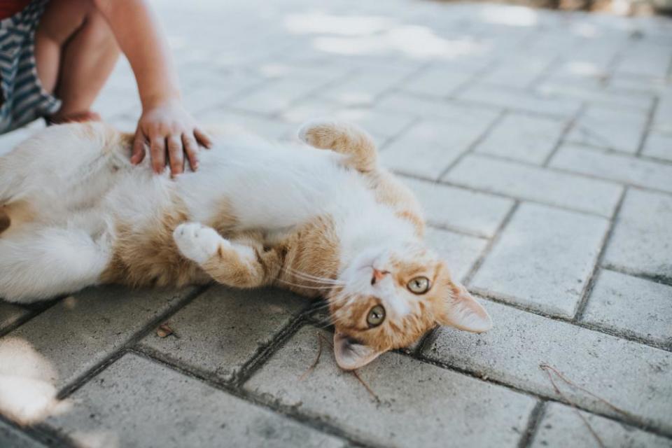 A child petting a cat