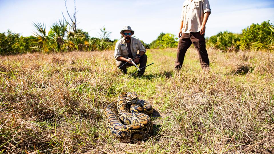 Wildlife biologists Ian Bartoszek, left, and Ian Easterling, both with the Conservancy of Southwest Florida, release a male Burmese Python near Naples in April. The snake is outfitted with a radio transmitter surgically attached to it back and is part of an effort to rid Southwest Florida of the invasive snakes.