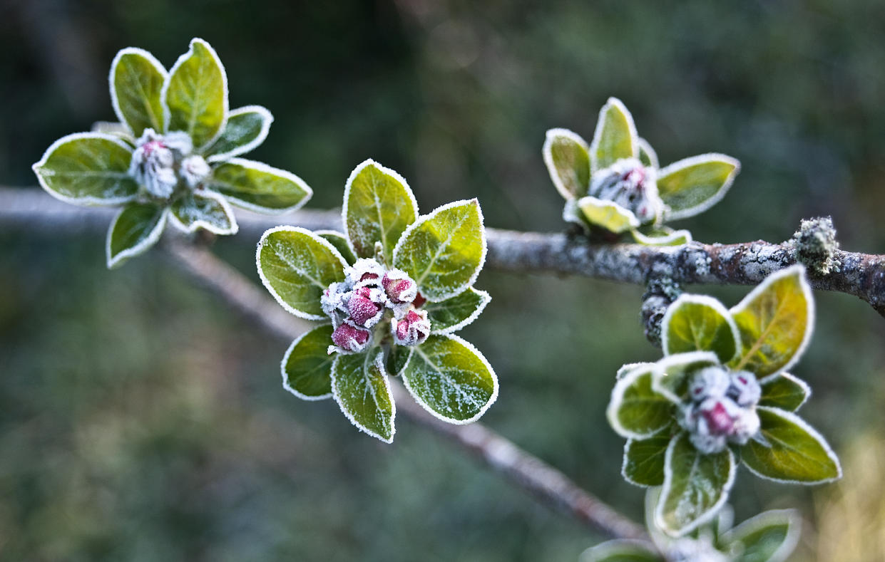 Der Kälteeinbruch im April hält erst einmal weiter an (Symbolbild: Getty Images)