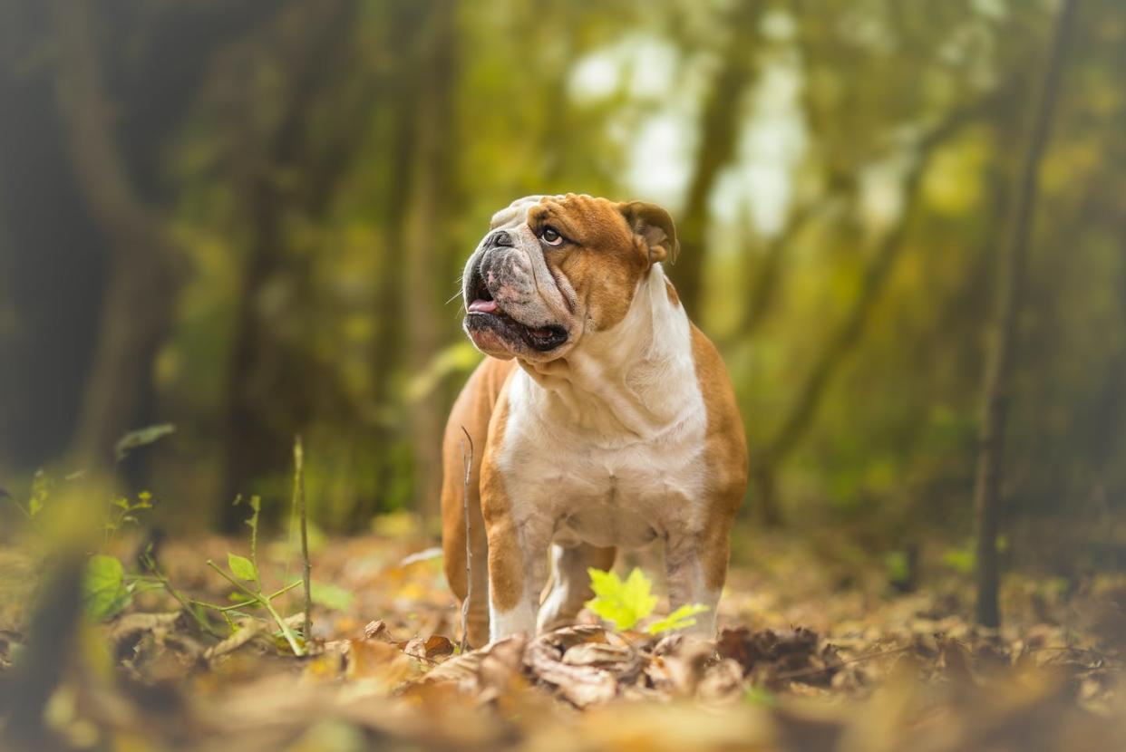 <span class="caption">Un bulldog inglés.</span> <span class="attribution"><a class="link " href="https://www.shutterstock.com/es/image-photo/english-bulldog-forest-501506719" rel="nofollow noopener" target="_blank" data-ylk="slk:Shutterstock / Lunja;elm:context_link;itc:0;sec:content-canvas">Shutterstock / Lunja</a></span>