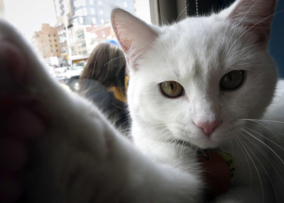 A cat is pictured sitting at the window of the cat cafe in New York