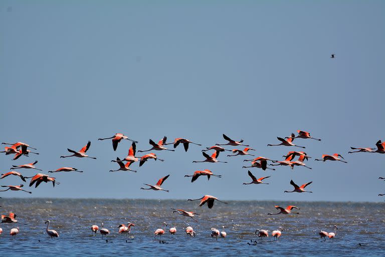 Los flamencos son las grandes protagonistas de este parque nacional