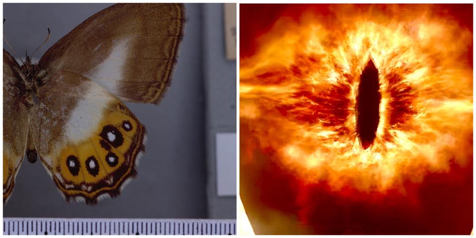 A split image of a Saurona butterfly and the eye of Sauron from "The Lord of the Rings."