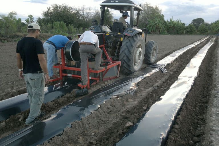 El disparador del proyecto fue ver cómo reciclar el plástico que se descarta luego de la cosecha de frutillas